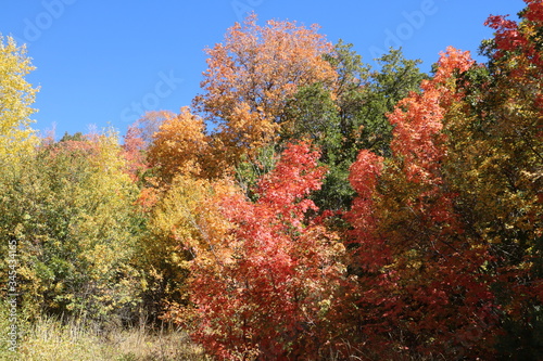Colorful fall colors in Maple trees in late September, Wasatch Mountains, Utah