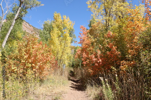 Yellow Aspens and Red Maple trees line the Mormon Pioneer Trail in early Fall  Wasatch Mountains  Utah