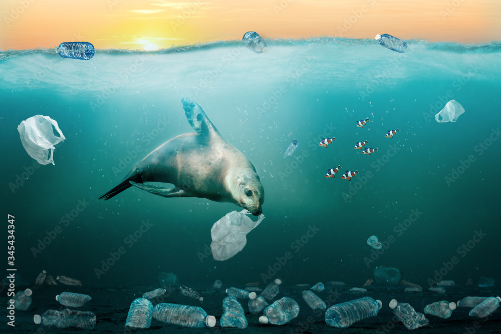 Sea Lion Eating Plastic Bag in Ocean. Environmental Pollution Problem Concept. Sea Lion Eating Plastic Bag in Ocean. Environmental Pollution Problem Concept.