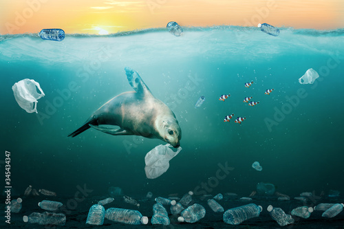 Sea Lion Eating Plastic Bag in Ocean. Environmental Pollution Problem Concept.