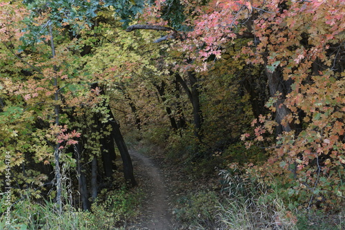 A hiking trail at dusk in early fall in the Wasatch Mountains of Utah.