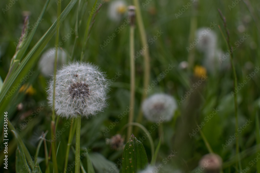 Blüten, Pusteblume