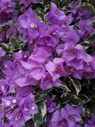 Mbougainvillea also called as paper flowers, buganvilla, bugambilia, bouganvilla, pokok bunga kertas dari indonesia
