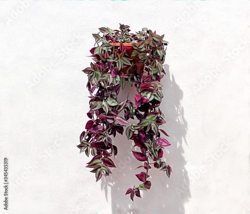 Tradescantia zebrina potted plant hanging on a white wall