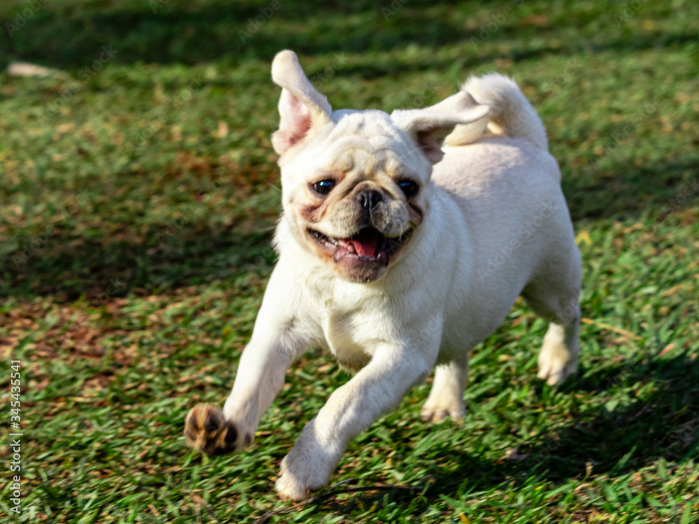White color Pug dog running and playing in the grass