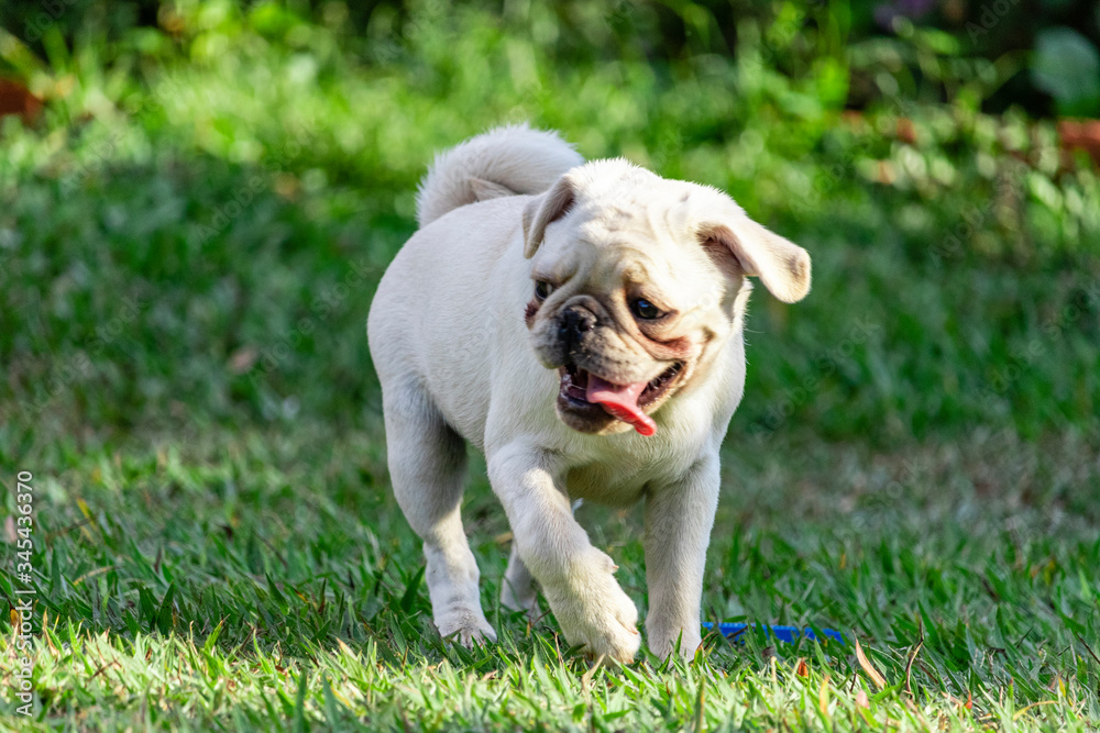Pug dog walking through the grass