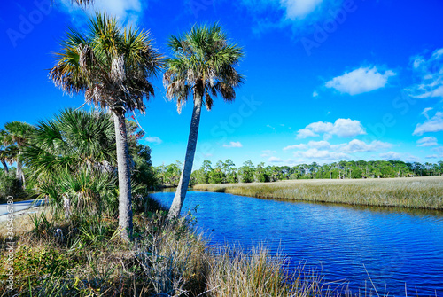 Florida Hernando beach and swamp