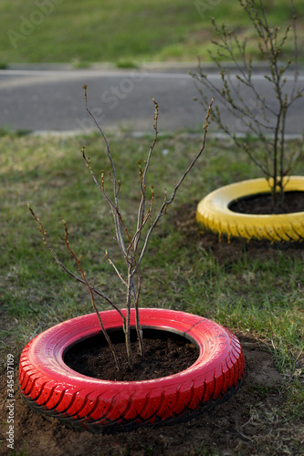 Tree in colorful tire pots in the garden.