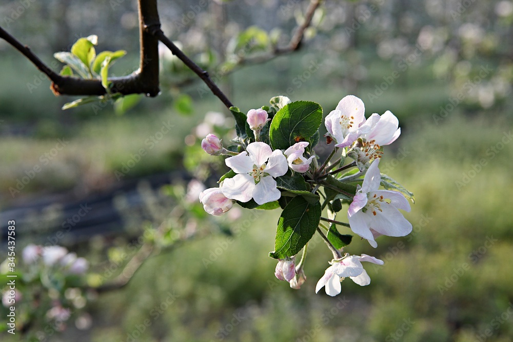 Obraz premium 한국 견북 영일군 과수원 사과꽃입니다