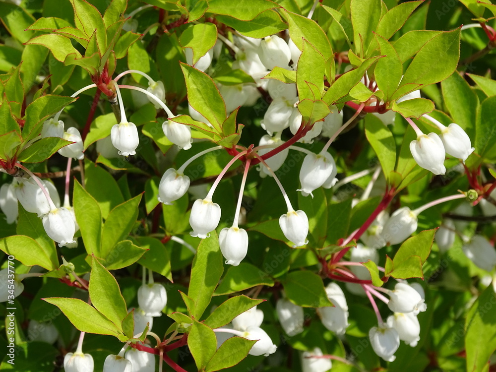 Obraz premium フラワー