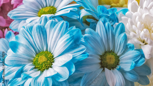 Blue chrysanthemum with green core and beautiful petals.
