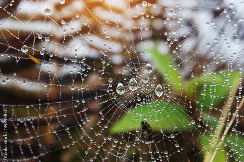 spider's house after it rains