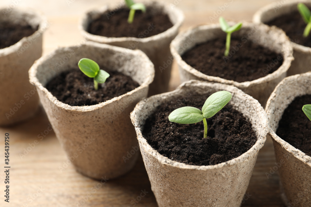 Young seedlings in peat pots on wooden table, closeup Young seedlings in peat pots on wooden table, closeup