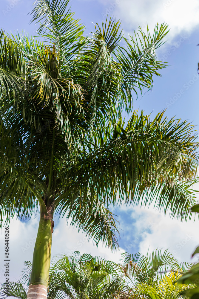 Fototapeta premium verano