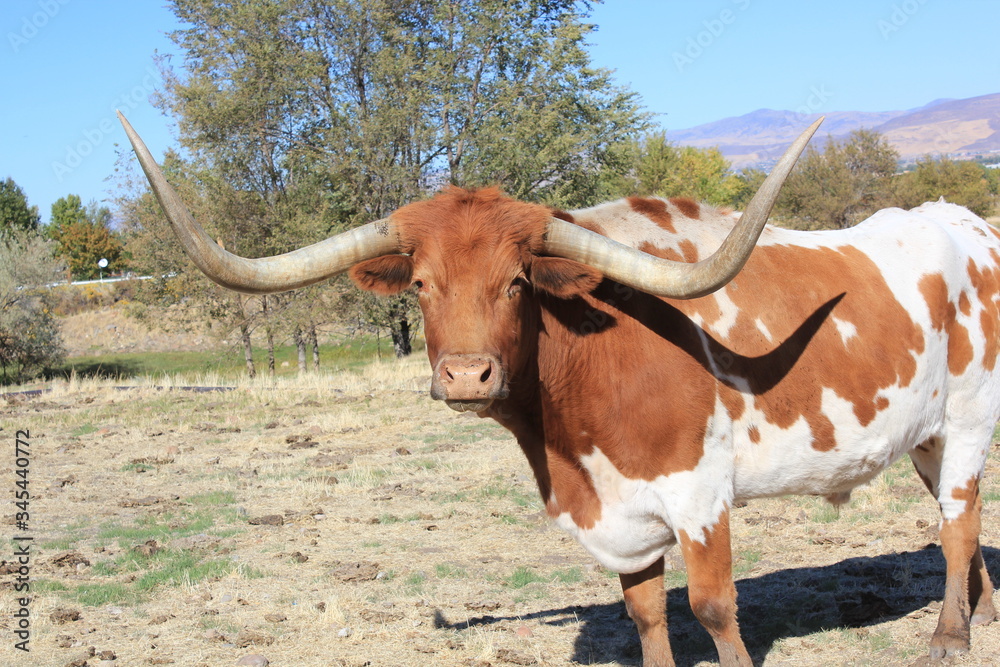 You'll get the horns! You'll get the horns!