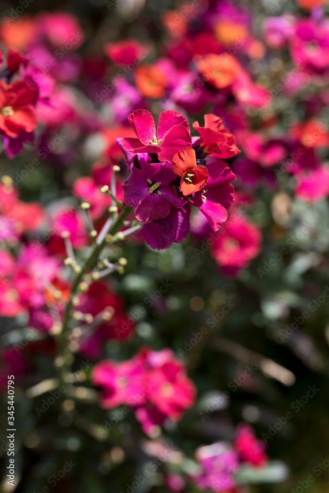 Erysimum Red Jep in flower, England, UK