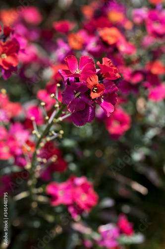 Erysimum Red Jep in flower, England, UK