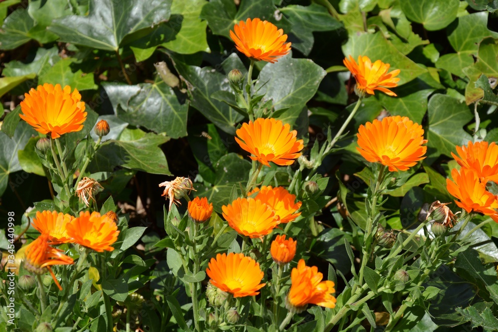 orange calendulas flower in the garden - obrazy, fototapety, plakaty 