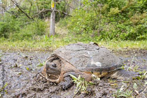 Common snapping turtle - Chelydra serpentina