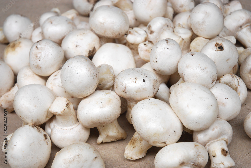 close up on white mushroom background close up on white mushroom background