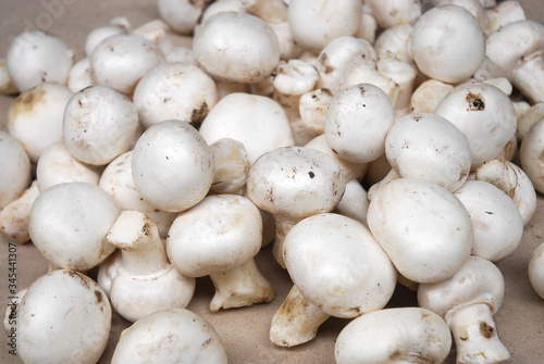 close up on white mushroom background