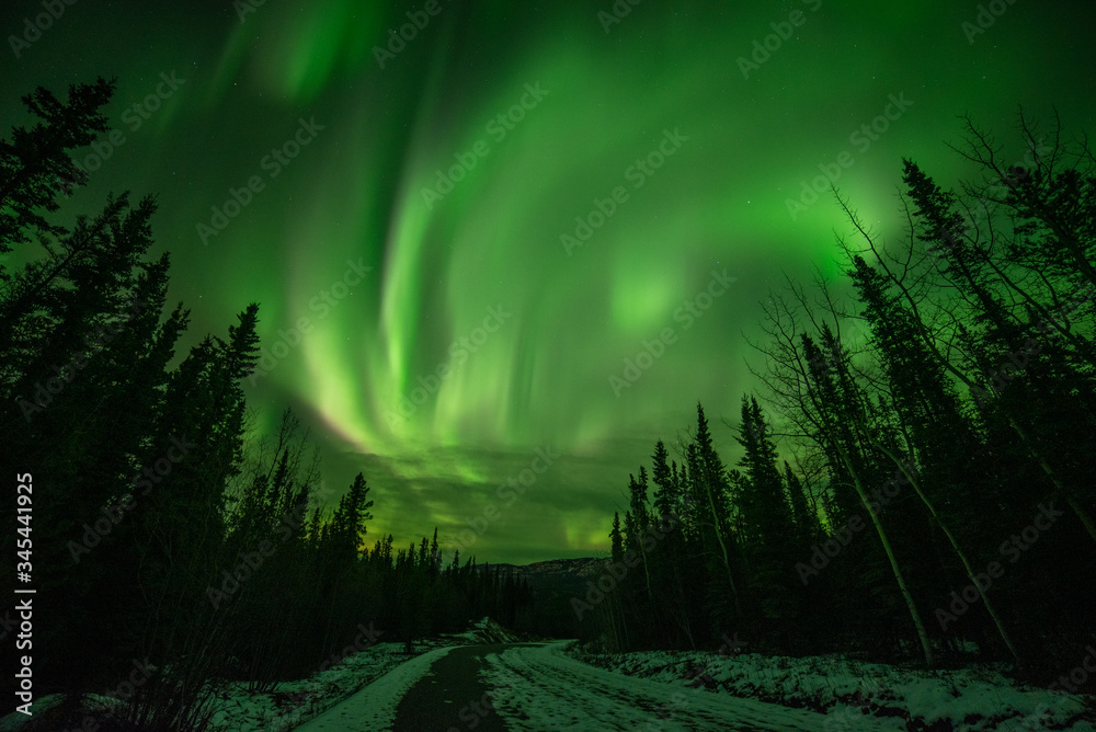 Astonishing, amazing northern lights aurora borealis seen in Yukon Territory, northern Canada in fall autumn. Road with trees, woods and green sky. 