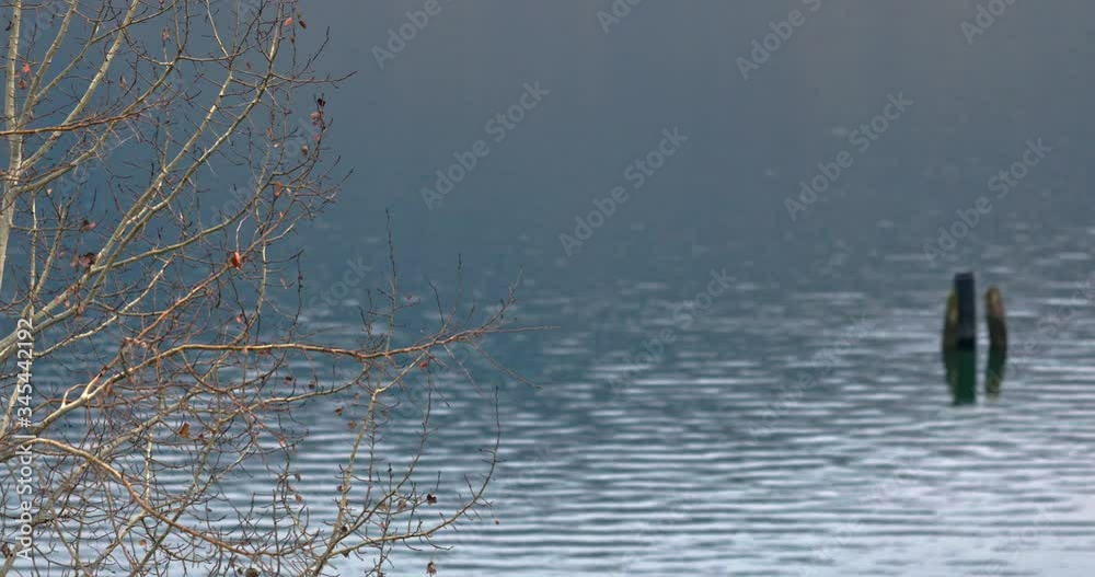 Calm Ripples On River With Slow Pan Right Past Birch Tree Calm Ripples On River With Slow Pan Right Past Birch Tree