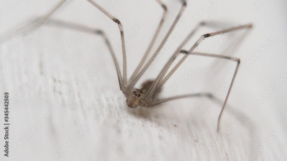 static close-up macro shot of a tiny spider with thin legs on white wall