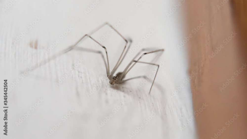 static macro shot of tiny thin-legged spider on white wall static macro shot of tiny thin-legged spider on white wall