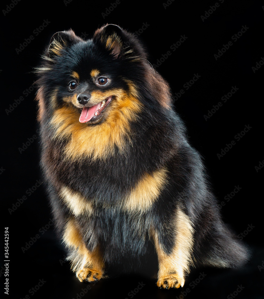 Small German Spitz, black little fluffy dog on a black background