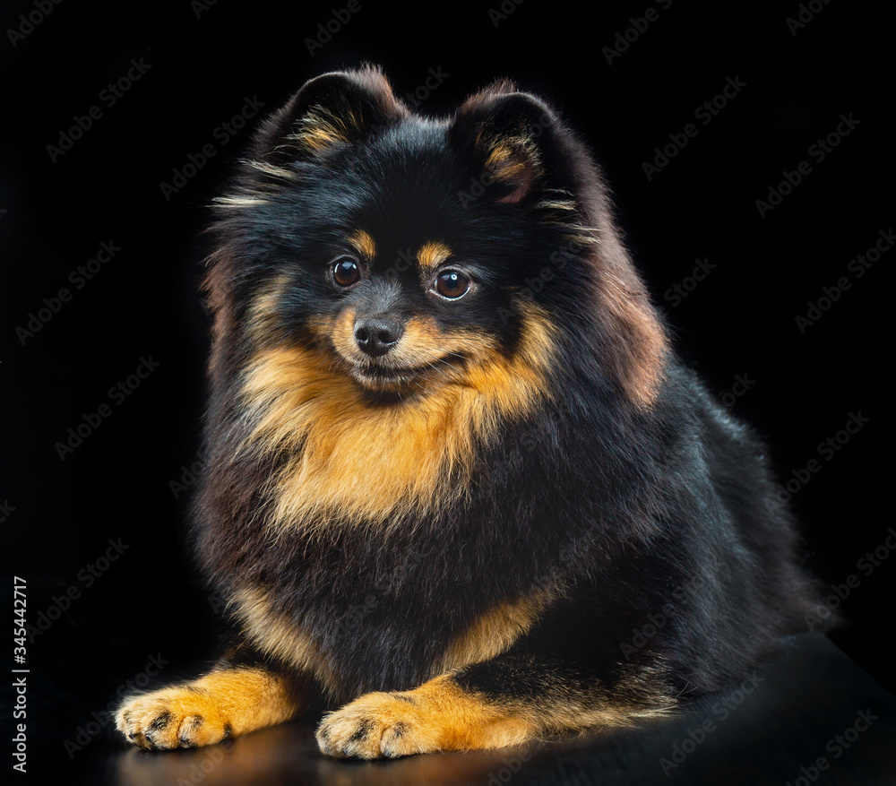 Small German Spitz, black little fluffy dog on a black background