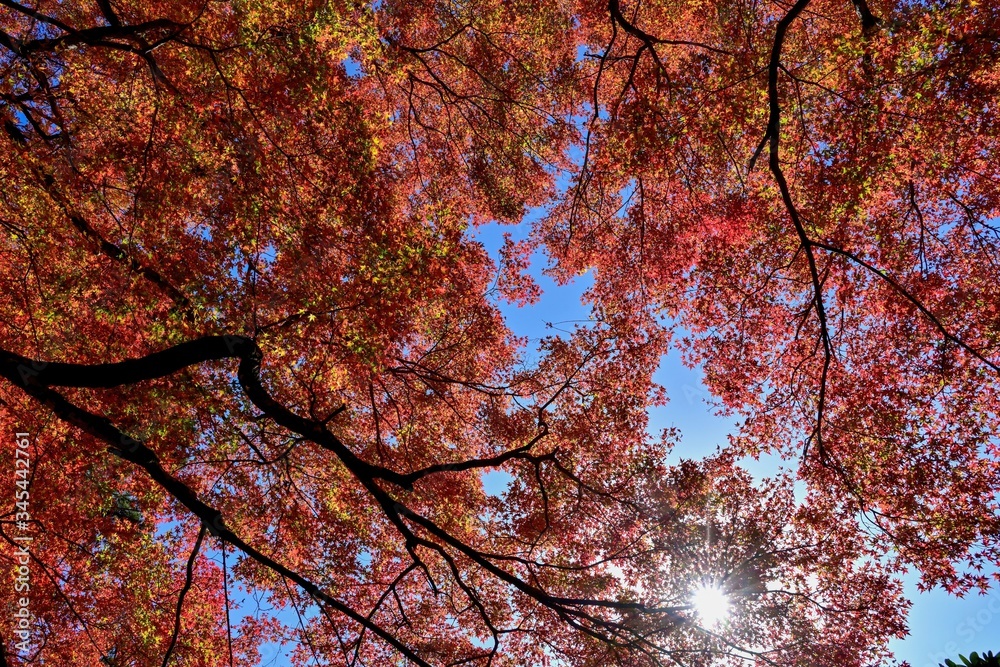 青空バックに見上げるカラフルなモミジの紅葉と光条のコラボ