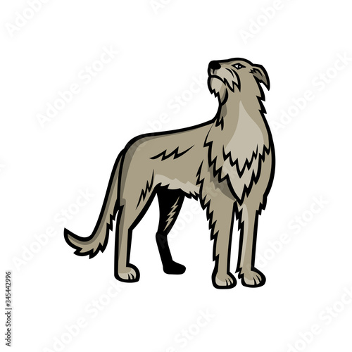 Sports mascot icon illustration of Scottish Deerhound or the Deerhound  a large breed of hound bred for hunting red deer viewed from front on isolated background in retro style.