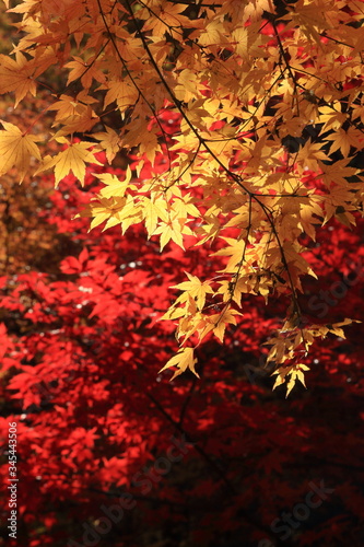 赤と黄色の秋 © Nobby Iwata