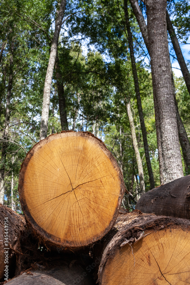 Sustainable logging in the Knysna forests