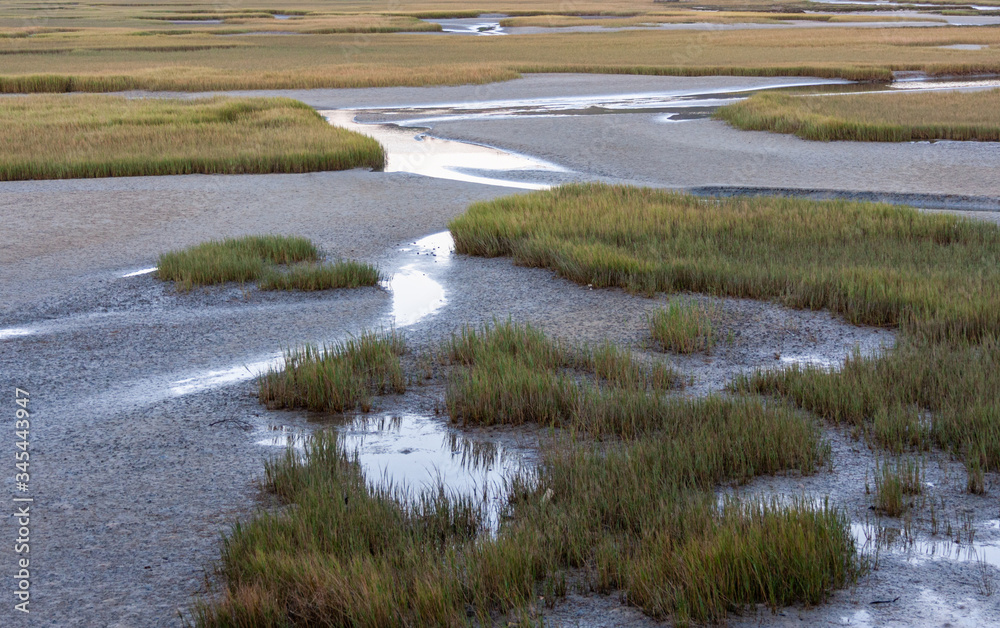 Grasses on the exposed mud flats of Knysna lagoon at low tide