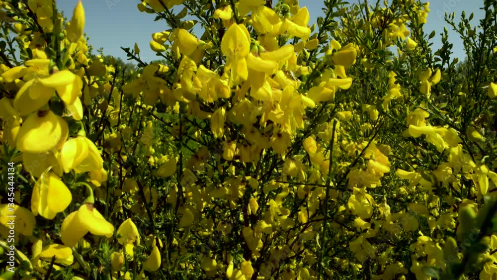 slider shot going through a broom in bloom slider shot going through a broom in bloom