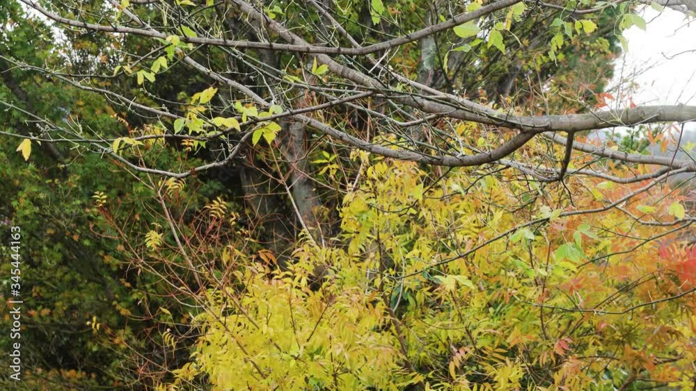 vibrant yellow and orange leaves on autumn trees moving in the wind, static tripod shot vibrant yellow and orange leaves on autumn trees moving in the wind, static tripod shot