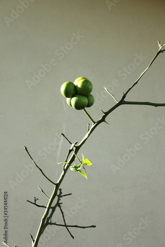 Fruit on a tree branch