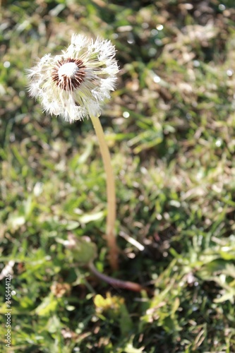 dandelion seed head