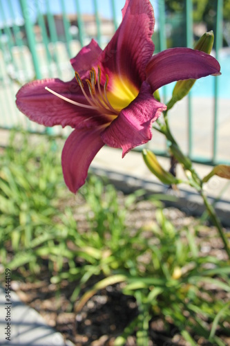 pink and yellow orchid