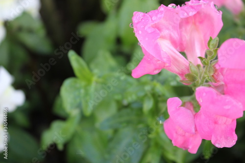pink rose bush