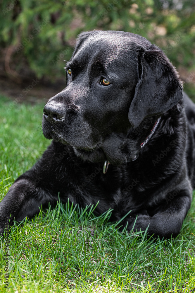 Black Labrador Retriever 