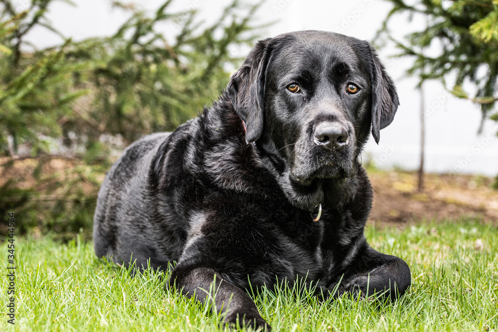 Black Labrador Retriever Black Labrador Retriever