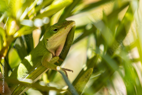 Relaxed green Anole Lizard resting in bushes, selective focus