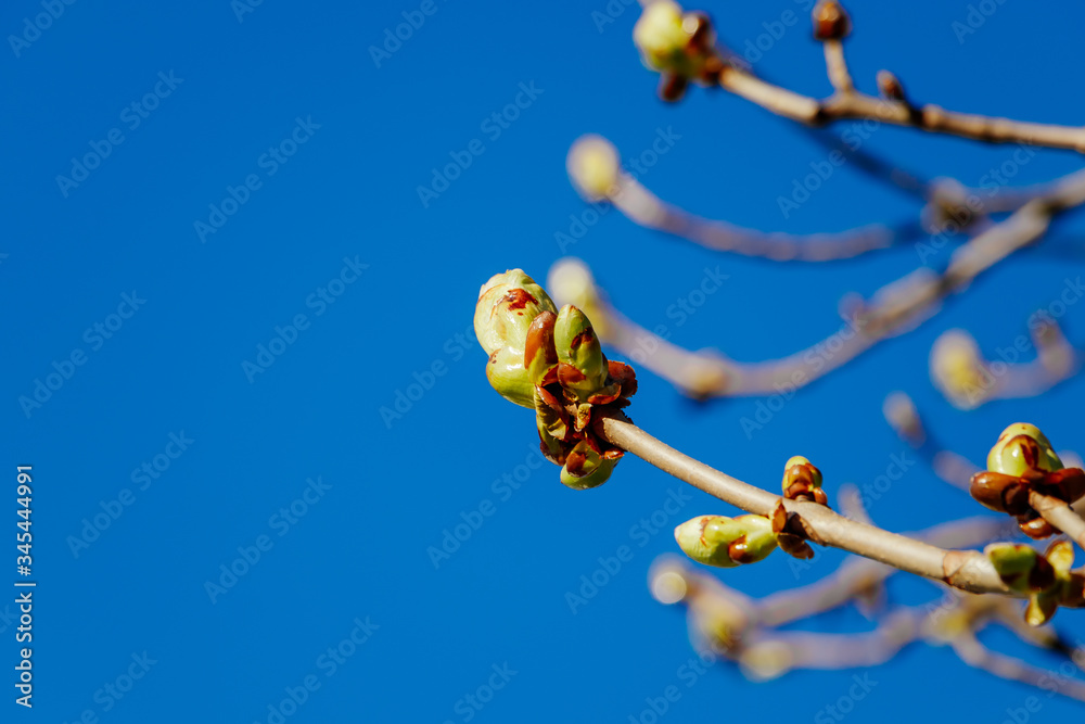 Green buds on a tree against a blue sky. Fresh leaves on a chestnut branch. Springtime concept.