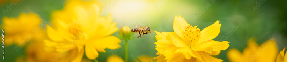 Nature of flower and bee in garden using as cover page background natural flora wallpaper or template brochure landing page design