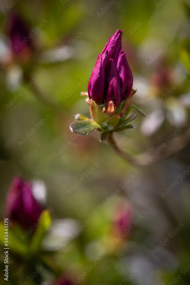 pink bud on bush pink bud on bush