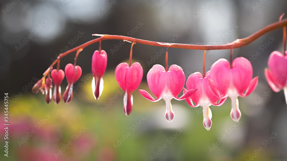 Fototapeta premium pacific bleeding heart