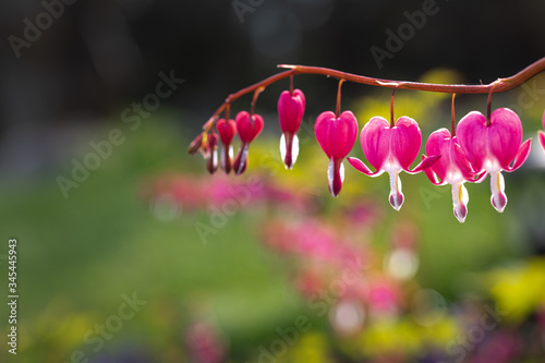 pacific bleeding heart